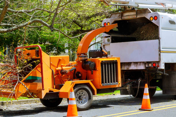 Best Tree Disease Treatment  in South Valley, NM